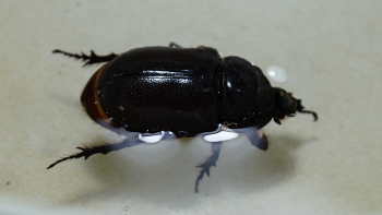 Почти утопленник / Спасённый