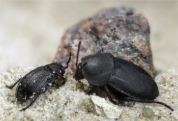 Разговор у камня... / Козявка пижмовая, или тысячелистниковая (galeruca tanaceti linnaeus, 1758) и Темный мертвоед (Silpha obscura)