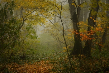В лесу / Осень
