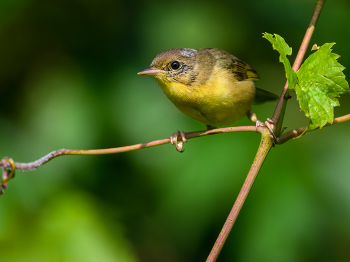 Common yellowthroat (f) / Common yellowthroat (f)