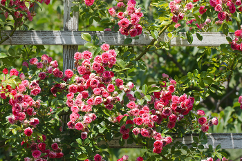 Розы, розы / В Бруклинском Ботаническом Саду