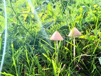 городские грибы ) / в парке )