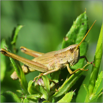 Воо-о-о-т такого размера.... / Отряд ПРЯМОКРЫЛЫЕ (Orthoptera). 20 000 видов, из них около 80 в Европе.