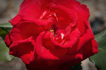 Роза / В Бруклинском Ботаническом Саду