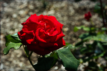 Роза / В Бруклинском Ботаническом Саду
