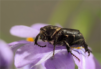 &nbsp; / Пестряк короткокрылый (Valgus hemipterus). Самка