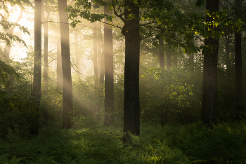Свет летнего утра / Летнее утро в лесу
