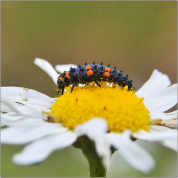 Решимость. / Личинка Божьей коровки семиточечной - Coccinela septempunctata.