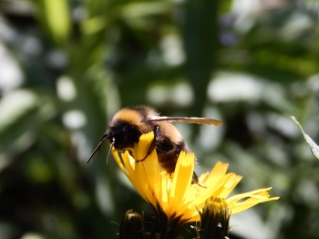 Пчелка / Поиск нектара