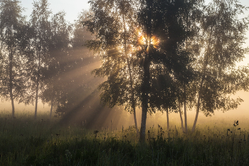 Летнее утро / утро, лето, туман, Фрязино