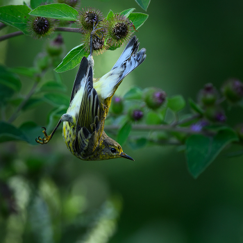 Cape May warbler (immature) / ...маленькая камышевка запуталась в колючках репейника, я ее освободил
Колючки репейника действуют как липучки,и мелкие птицы а также насекомые, которым не повезло вступить с ними в контакт, к сожалению погибают

 ...a small Cape May warbler was caught in a patch of burdock ,I rescued it
Burdock's burrs act like Velcro® to trap birds and bats unfortunate enough to come in contact with them.