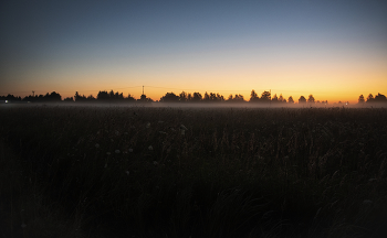 утро на лугу / утренний туман застилает луг перед восходом солнца