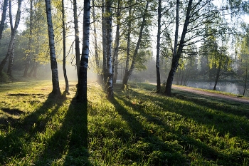 Свет и тени........ / Петербург. Шуваловский парк. Май