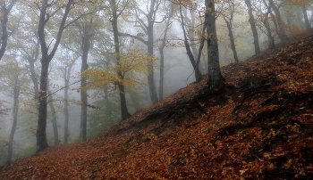 Тропы осенние.... / Железноводск. Октябрь