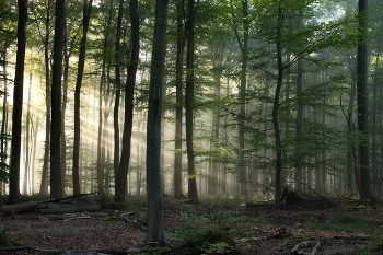Солнечное утро / Утренний туман и солнце в осеннем лесу.