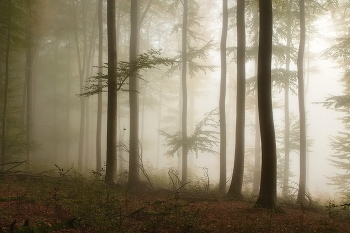 Утренний туман / Очень плотный туман в осеннем лесу. Осенний пейзаж.
