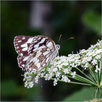 &nbsp; / Пестроглазка галатея (Melanargia galathea)