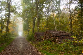 Дорога в осень / Осенний лесной пейзаж.