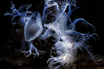 Cassiopea Андромеда / ***