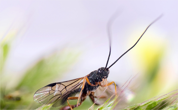 Джигит / Наездник (Ichneumonidae-Ephialtinae-Zatypota Förster, 1869)