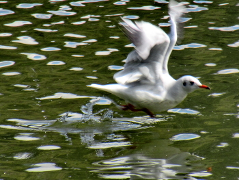 Аки посуху / Взлет чайки серебристой Larus argentatus