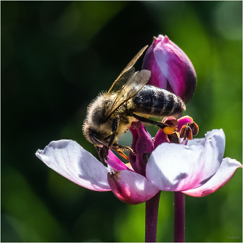 &nbsp; / Медоносная пчела (Apis mellifera) на Зонтичном сусаке