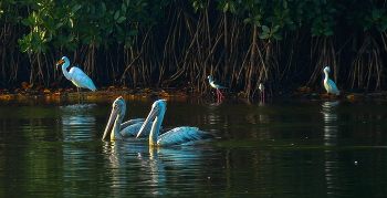 Птичий мир Шри-Ланки. / ***