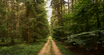 &nbsp; / лесной массив близ жилого района Ройтенен, Хайденхайм, Германия