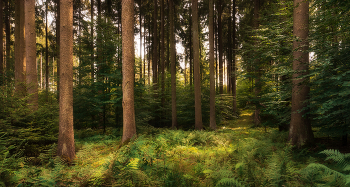 Лесная колоннада / смешанный лес с преобладанием пихтовых видов