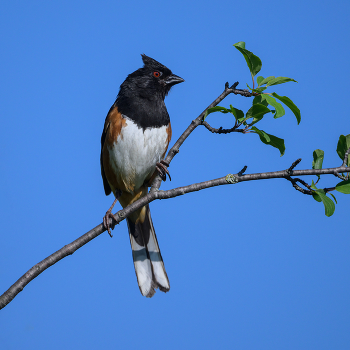 Eastern towhee / Eastern towhee