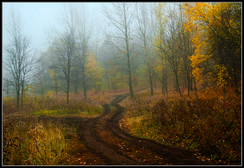 Туман / Осень лес