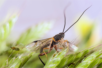 неПара / Наездник (Ichneumonidae Ephialtinae Zatypota Förster, 1869) и Обыкновенная злаковая тля (Schizaphis graminum Rond). Крылатая расселительница (Winged virgin)