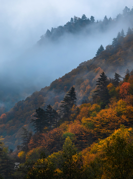 Туман в горах / Восточный мотив туманным, осенним утром. 
Фотопроект «Кавказ без границ».