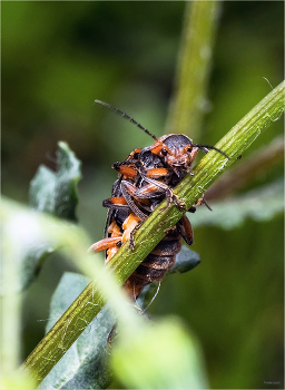 Обнимашки... / Мягкотелка бурая (Cantharis fusca)