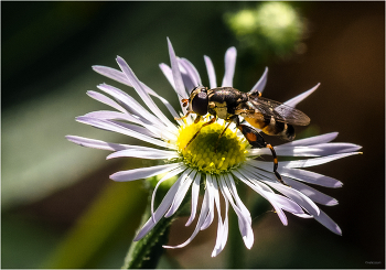 Пока пчёлы не видят... / Писклявая булавоножка (Syritta pipiens)