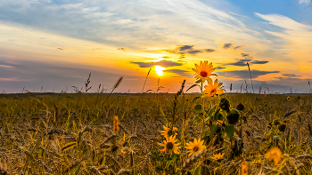 закат в подсолнухах на пшеничном поле / Фото снято в августе 2023 в Курской области