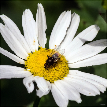 Пока пчёлы не видят... / Хейлозия весенняя (Cheilosia vernalis). Самец..