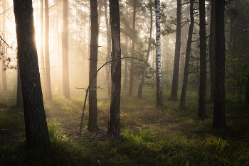 Сентябрьское утро в лесу / Утренний свет
