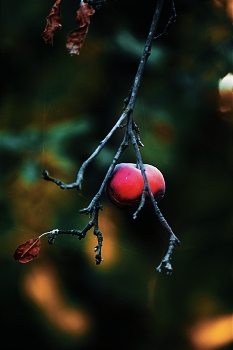 Яблоко для Белоснежки / Наступившая осень коснулась холодной рукой.