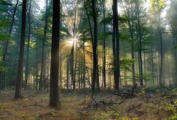 Туман и солнце / Утренний пейзаж осеннего леса.