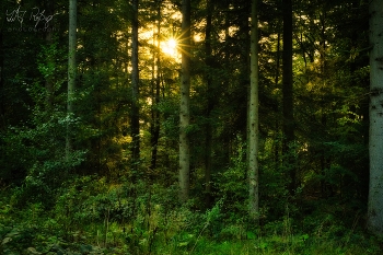 &nbsp; / Sonnenuntergang im Wald