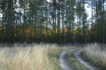 Дорога... / Лес постепенно раскрашивается по осеннему...