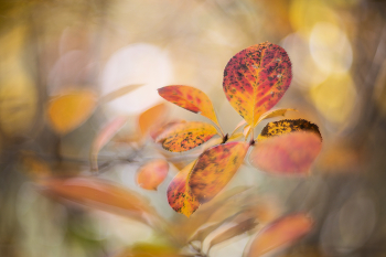 Осенний вальс / осень, листья, гелиос 40-2С 85mm f/1.5
