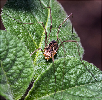 &nbsp; / Обыкновенный сенокосец (Phalangium opilio). Самка