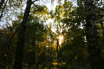 Проблеск / в парке Царицыно