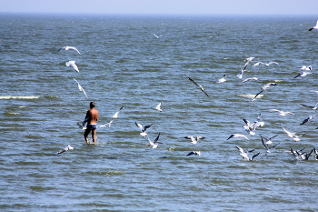 Море... / Кормление