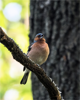 Песня / Зяблик (Fringílla coelebs). Самец