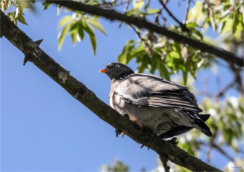 &nbsp; / Вяхирь, или Витютень (Columba palumbus)