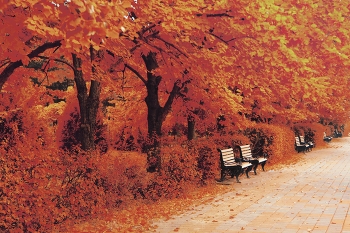 В Осеннем парке / Пожелтевшие скамейки , пожелтевшая листва ..
Тени стали чуть длиннее , видно Осень к нам пришла.