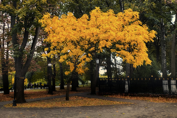 Вечернее золото осени / Гомельский парк, октябрь 2023 года